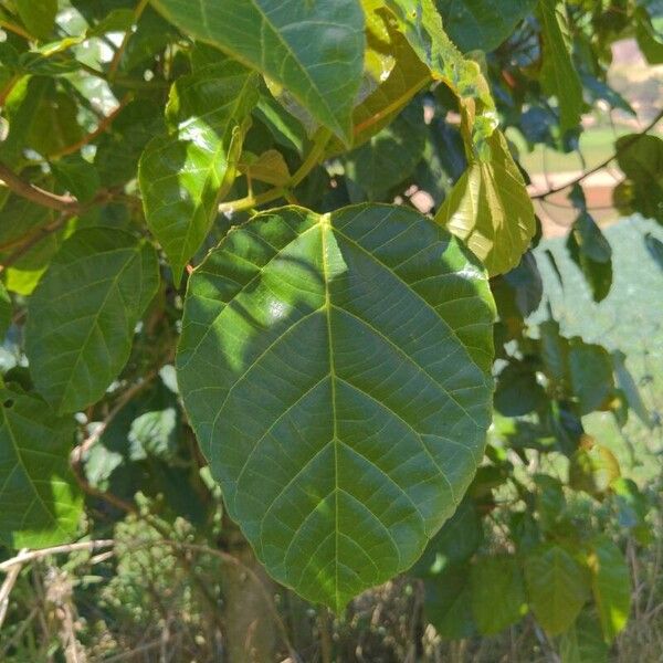 Alchornea cordifolia Leaf