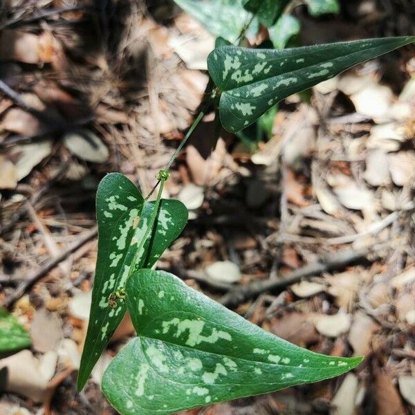 Smilax bona-nox Lapas