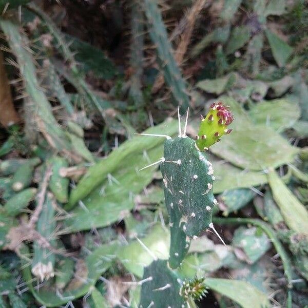 Opuntia monacantha 葉