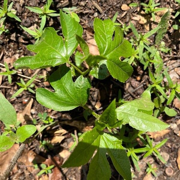 Passiflora edulis List