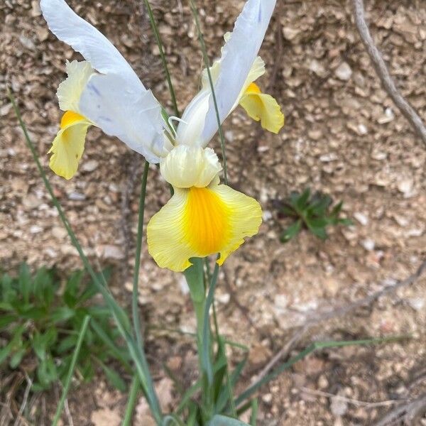 Iris orientalis Flower