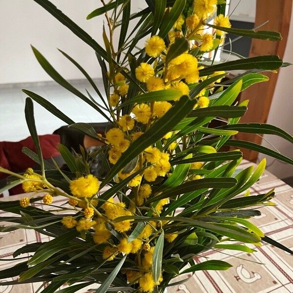 Acacia retinodes Flors