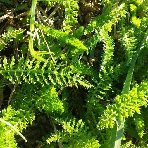 Achillea millefolium Leht