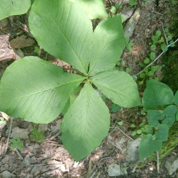 Arisaema dracontium পাতা