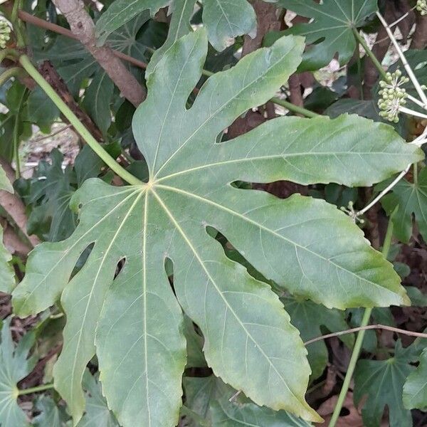 Fatsia japonica Лист