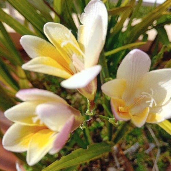 Freesia leichtlinii Fleur