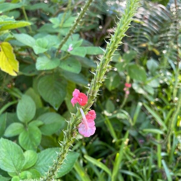 Stachytarpheta mutabilis Fiore