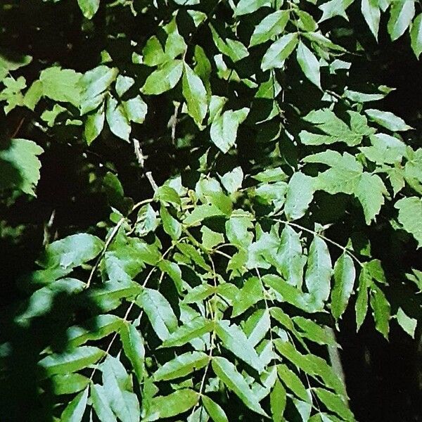 Fraxinus excelsior Leaf