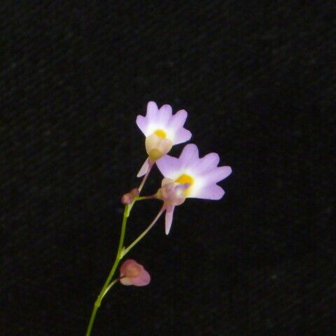 Utricularia striatula ᱵᱟᱦᱟ