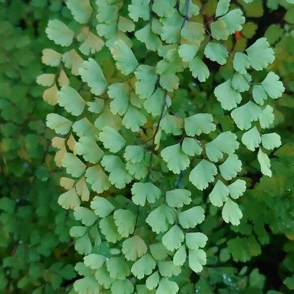 Adiantum raddianum 葉