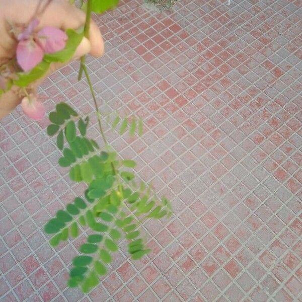 Caesalpinia pulcherrima Leaf