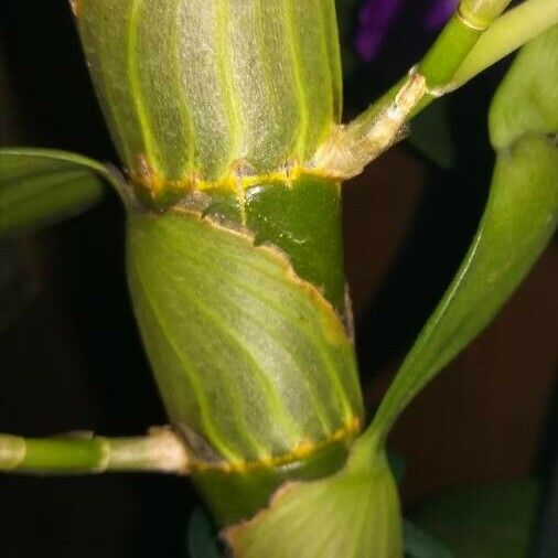 Dendrobium nobile Lubje
