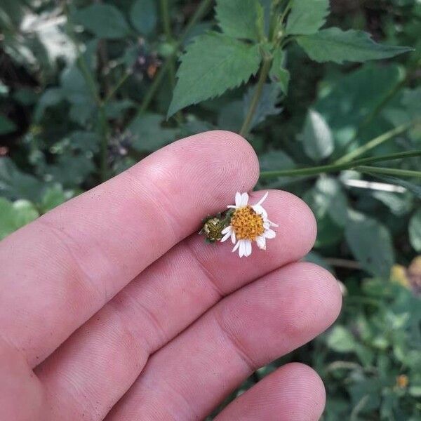 Bidens pilosa Floro