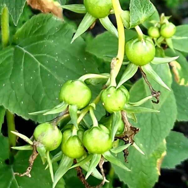 Campanula latifolia Fruit