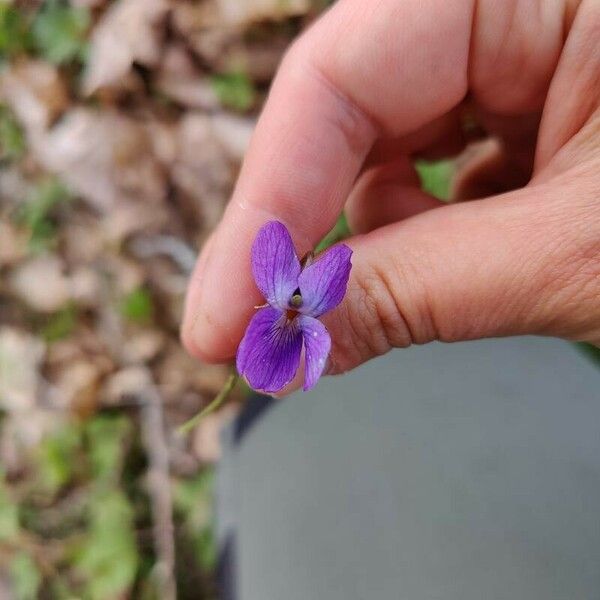 Viola odorata 花