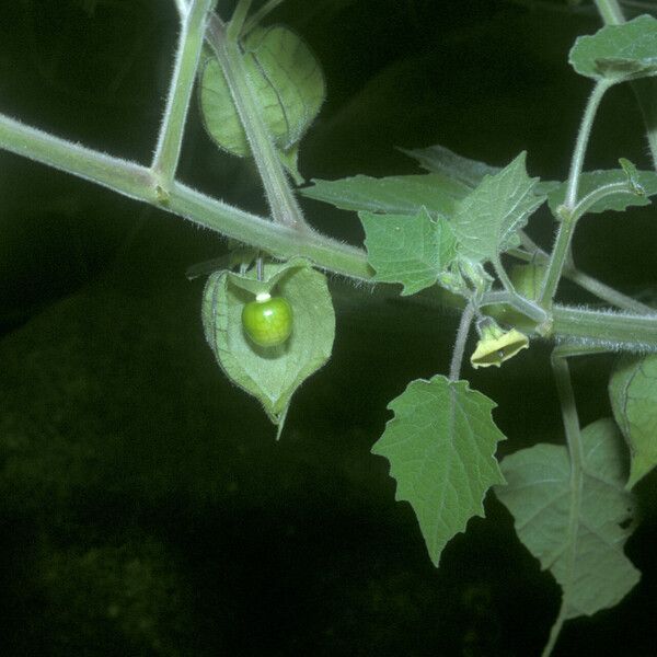 Physalis pubescens Plod