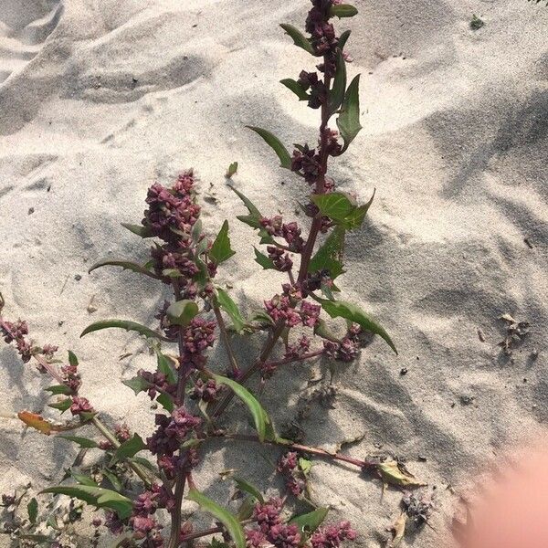 Atriplex prostrata Floare