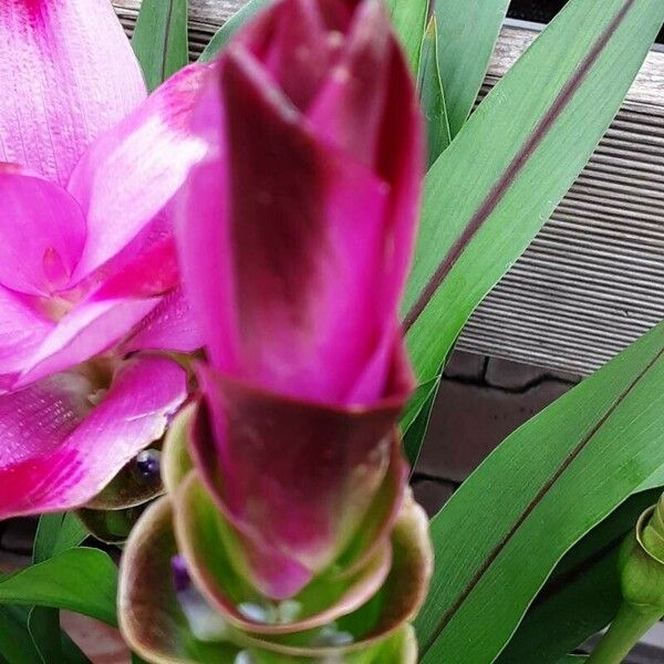 Curcuma alismatifolia 花