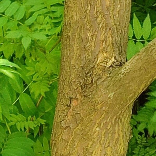 Styrax japonicus چھال