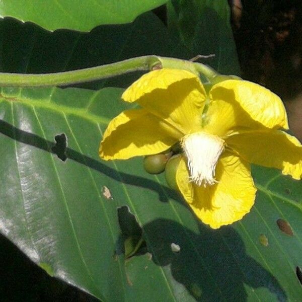 Dillenia suffruticosa Flor