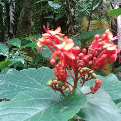 Clerodendrum speciosissimum Flower