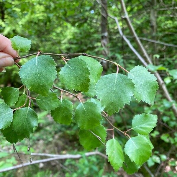 Betula occidentalis ഇല