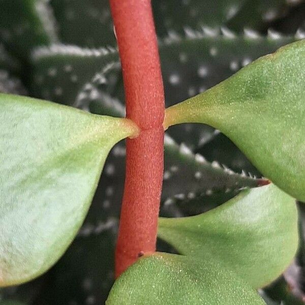 Sedum makinoi Bark