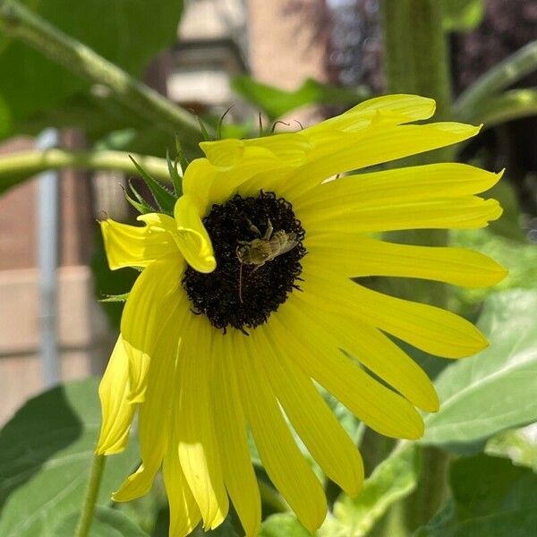 Helianthus debilis Žiedas