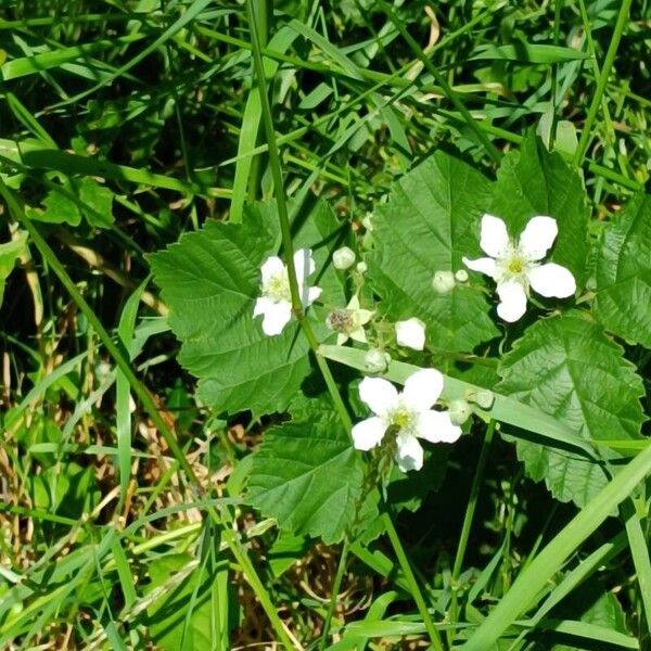 Rubus fruticosus Õis