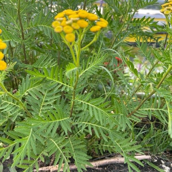 Tanacetum vulgare Лист