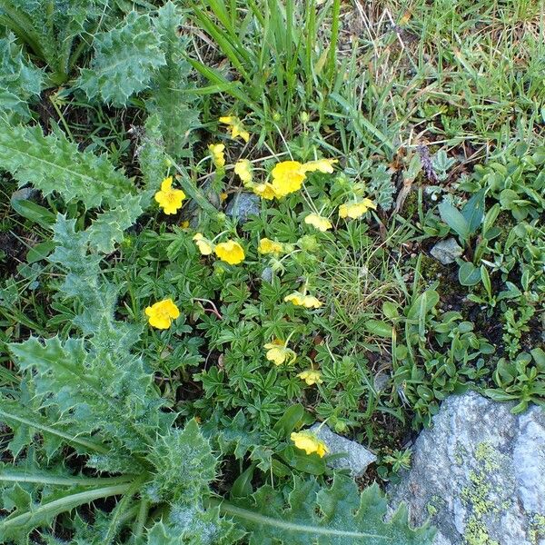 Potentilla aurea Plante entière