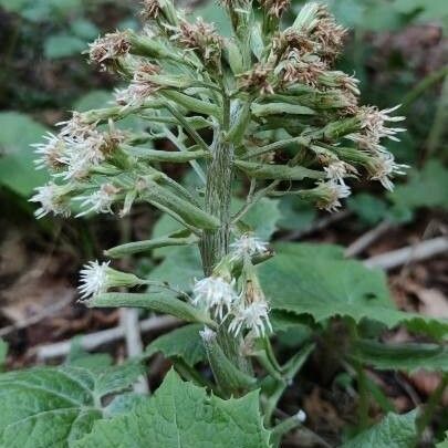 Petasites albus പുഷ്പം