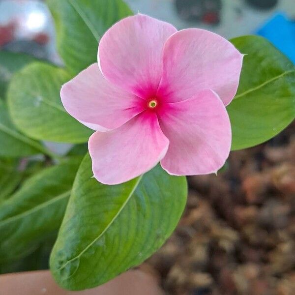 Catharanthus coriaceus Kwiat