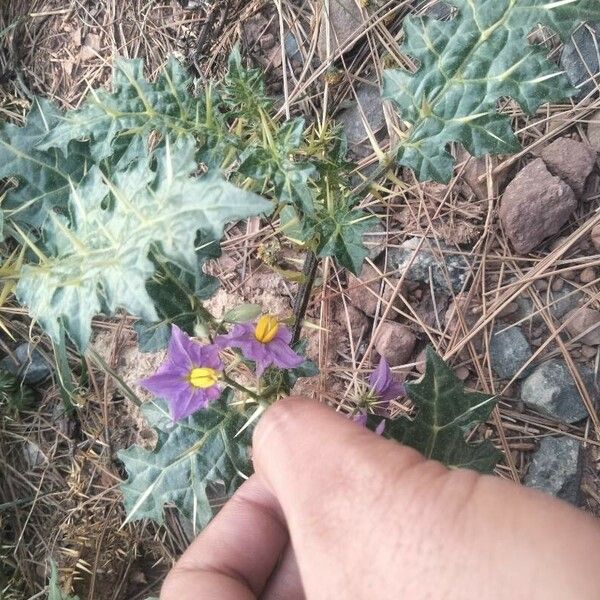 Solanum virginianum Ліст