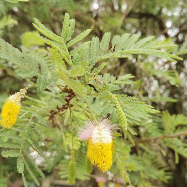 Dichrostachys cinerea Fuelha