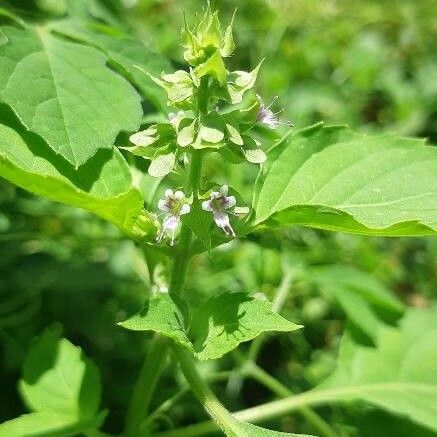 Ocimum campechianum Цвят