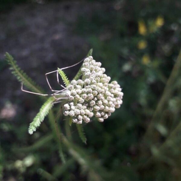 Achillea ligustica Blomma