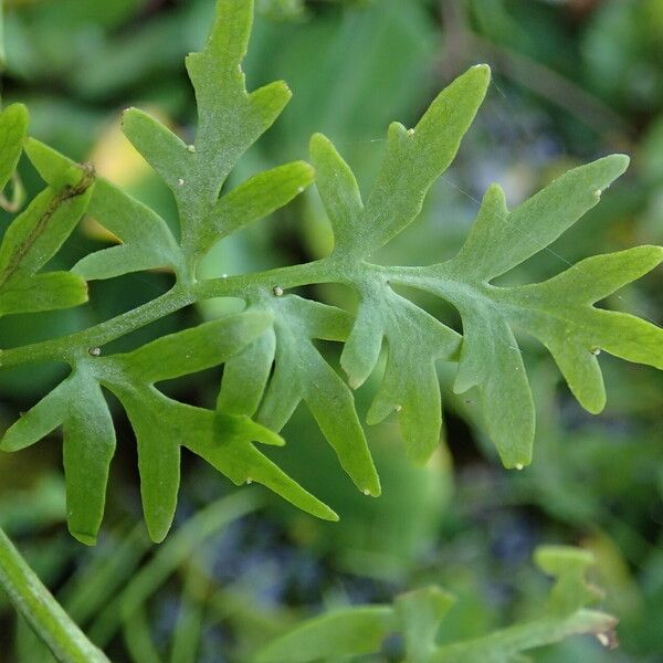 Ceratopteris cornuta Leaf