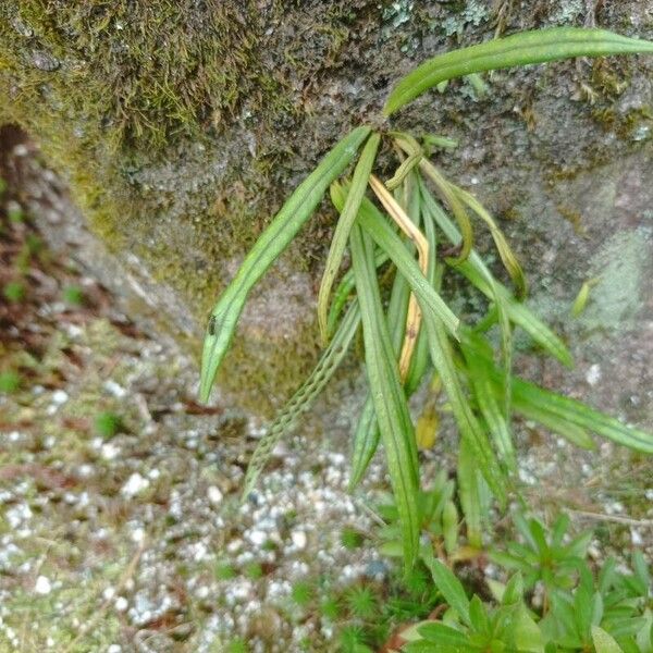 Lepisorus thunbergianus Leaf