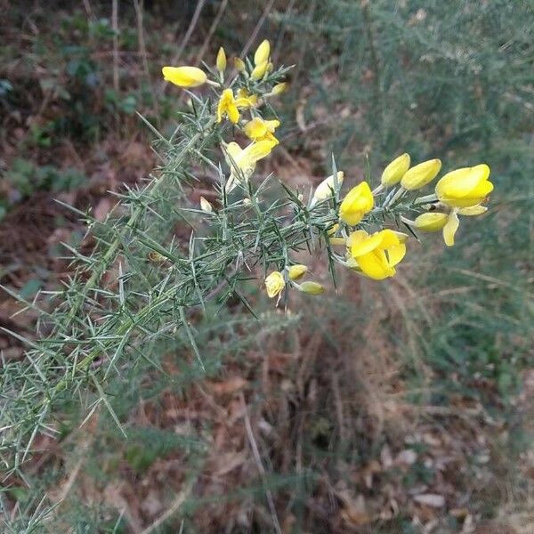 Ulex europaeus 花