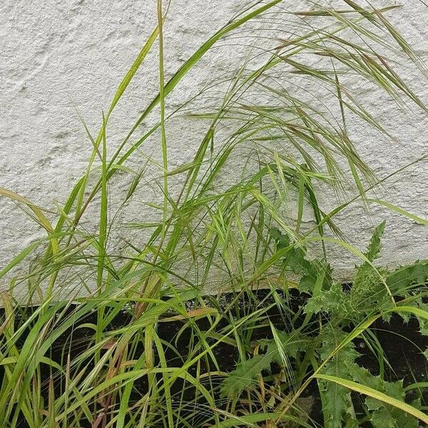 Bromus sterilis Листок