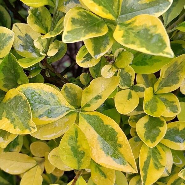 Ligustrum ovalifolium Blad