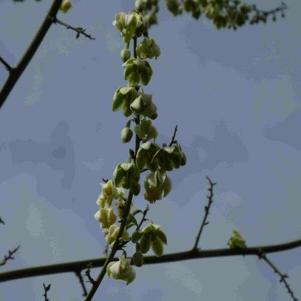 Furcraea foetida Flower