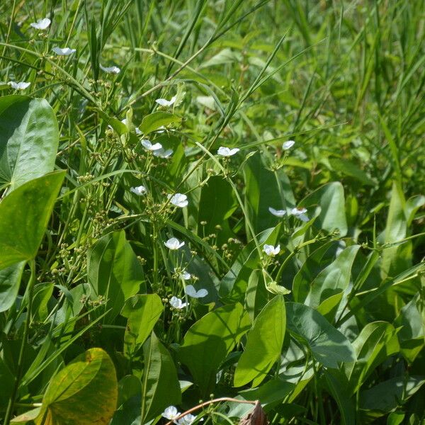 Aquarius cordifolius Hábitos