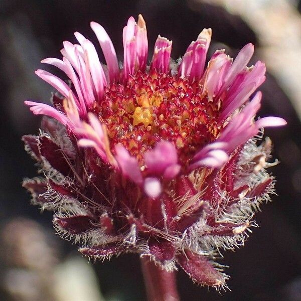 Erigeron uniflorus Flor