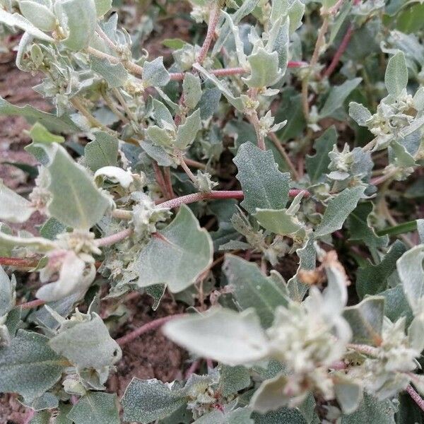 Atriplex laciniata Leaf