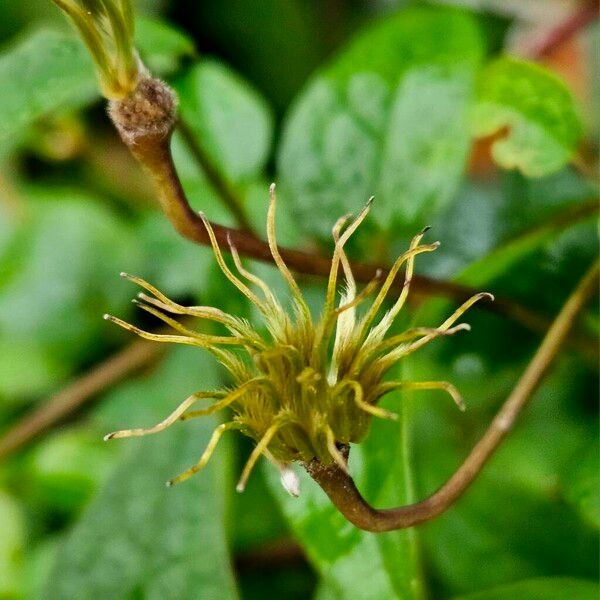 Clematis viticella Fruto