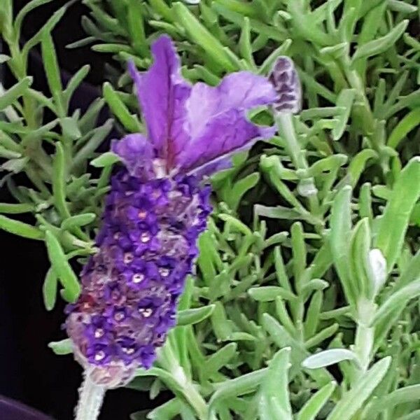 Lavandula stoechas Цвят