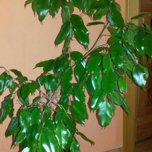 Ficus benjamina Hostoa
