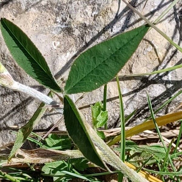 Trifolium montanum Folla